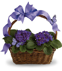 Violets And Butterflies from Clermont Florist & Wine Shop, flower shop in Clermont